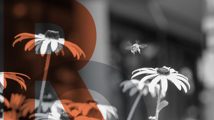 Foto mit RO-Overlay: Bienen auf Blumen